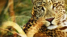 Africa’s Predator Zones